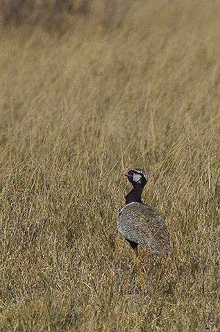 289 Kalahari woestijn, zwarte korhaan.jpg